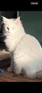 Zeer sociale Main Coon kitten poes, Dieren en Toebehoren, Meerdere dieren, Gechipt, 0 tot 2 jaar