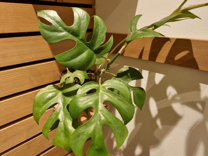 rhaphidophora tetrasperma stek, Huis en Inrichting, Kamerplanten, Minder dan 100 cm, Halfschaduw, Ophalen of Verzenden