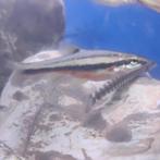 Chrosomus erythrogaster, Vis
