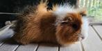 Groepje CH Teddys, wegens beëindiging hobby, Dieren en Toebehoren, Knaagdieren, Cavia, Januari, Meerdere dieren, Tam