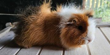 Groepje CH Teddys, wegens beëindiging hobby beschikbaar voor biedingen