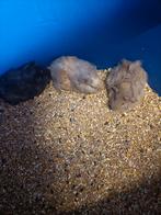 Jonge cavia zeugjes, Juni, Vrouwelijk, Cavia