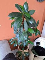 Kamerplant in mand, Ophalen, 100 tot 150 cm, Overige soorten, In pot