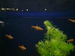 Nannostomus mortenthaleri - Aquariumcentrum helmond, Vis, Zoetwatervis