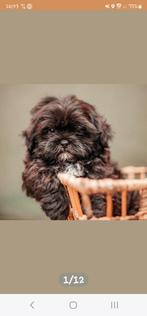 Shitzu X maltezer  pup  bruin choco  teefje, Dieren en Toebehoren, Honden | Chihuahua's en Gezelschapshonden, CDV (hondenziekte)