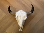 Buffel schedel ter decoratie groot, Verzamelen, Dierenverzamelingen, Ophalen of Verzenden, Zo goed als nieuw