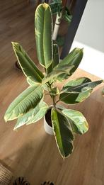 Ficus elastics | rubberboom, Huis en Inrichting, Kamerplanten, Ophalen, Ficus, Halfschaduw, Minder dan 100 cm