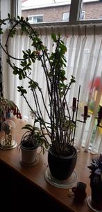 hoge Cristendoorn, Huis en Inrichting, Kamerplanten, Ophalen, Overige soorten, Halfschaduw, In pot