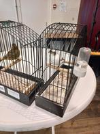 Five fancy Kanaries, Vrouwelijk, Postuurkanarie