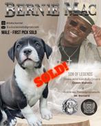 ABKC American Bully XL Puppies, Overige rassen, CDV (hondenziekte), 8 tot 15 weken, Meerdere