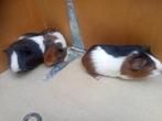 Te koop CAVIA'S, Dieren en Toebehoren, Knaagdieren, Cavia, Meerdere dieren