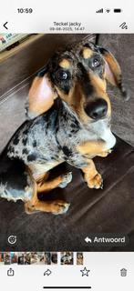 Teckel pups verwacht, Dieren en Toebehoren, Honden | Teckels en Dashonden, CDV (hondenziekte), 8 tot 15 weken, Korthaar, Dwerg