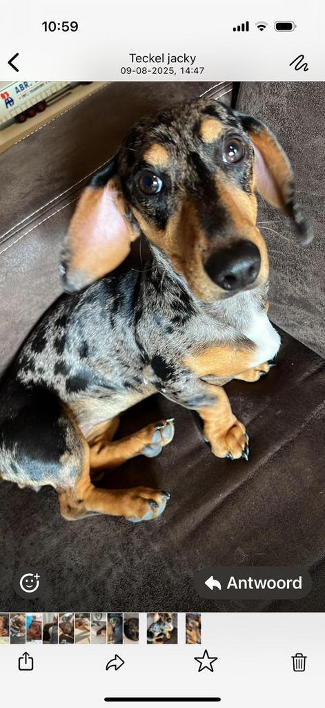 Teckel pups verwacht, Dieren en Toebehoren, Honden | Teckels en Dashonden, Meerdere dieren, Korthaar, Dwerg, Particulier, Meerdere