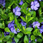 Vinca Minor - Maagdenpalm - Diverse kleuren, Tuin en Terras, Halfschaduw, Zomer, Vaste plant, Bodembedekkers