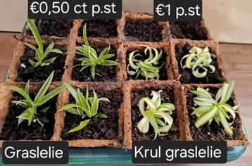 Kamerplantjes🪴graslelie stekken krul graslelie🌿OPHALEN beschikbaar voor biedingen