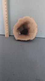 versteend hout, Verzenden, Fossiel