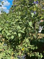 Iochroma in 45 liter pot, Volle zon, Vaste plant, Zomer, Ophalen