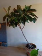 Grote Ficus Elastica (Rubberplant) - 180cm, Ophalen of Verzenden, Ficus, Halfschaduw, 150 tot 200 cm