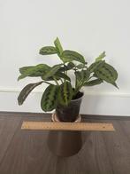 Maranta Facinator, Huis en Inrichting, Kamerplanten, Ophalen, Halfschaduw, Minder dan 100 cm