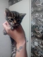 Kittens