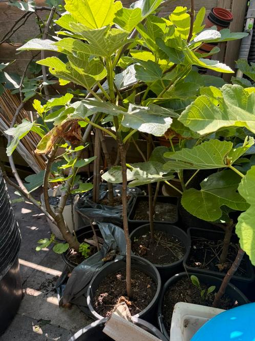 Vijvenboom Ghadanne 1,5 meter 3 jaar oud, Tuin en Terras, Planten | Fruitbomen, Vijgenboom, 100 tot 250 cm, Volle zon, Lente, In pot