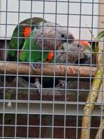 Kweekkoppels poicephalus suahelicus, Dieren en Toebehoren, Vogels | Parkieten en Papegaaien, Meerdere dieren, Papegaai, Geringd