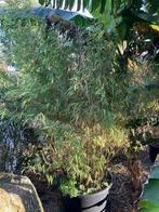 Bamboe ‘Winterjoy’, Vaste plant, Bloeit niet, Halfschaduw, Ophalen