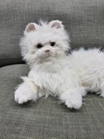 FurReal interactieve kat, Ophalen of Verzenden, Zo goed als nieuw, Poes