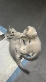 Britse Korthaar Kittens, Dieren en Toebehoren, Katten en Kittens | Raskatten | Korthaar, Kater, Ontwormd, 0 tot 2 jaar