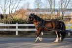 Welsh A ruin betuigd, Met stamboom, Ruin, A pony (tot 1.17m), 3 tot 6 jaar