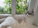 Semsem (Ragdoll Dekkater) Blue Lynx Point Mitted, Dieren en Toebehoren, Katten en Kittens | Dekkaters, 3 tot 5 jaar