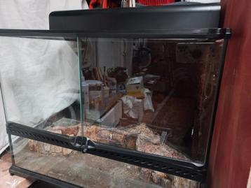 Paladarium  terrarium beschikbaar voor biedingen