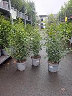 Portugese lalier 80 cm, Tuin en Terras, Planten | Bomen, Overige soorten, Lente, Minder dan 100 cm, Ophalen