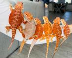Super rood/oranje gekleurde baardagamen, Dieren en Toebehoren, Reptielen en Amfibieën, Hagedis, 0 tot 2 jaar