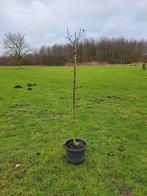 Zomereik (Quercus robur) in pot, Tuin en Terras, Planten | Bomen, Bloeit niet, Overige soorten, Minder dan 100 cm, Ophalen