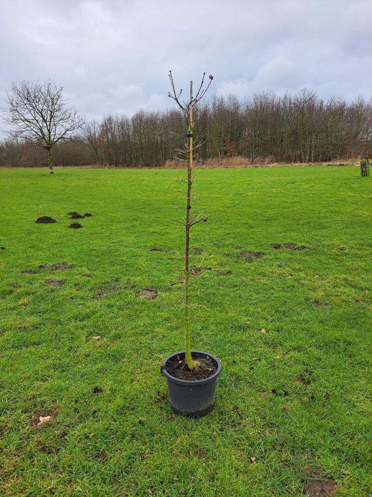 Zomereik (Quercus robur) in pot, Tuin en Terras, Planten | Bomen, Overige soorten, Minder dan 100 cm, Volle zon, Bloeit niet, In pot