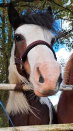 Gezocht menmaatje, Dieren en Toebehoren, Ophalen of Verzenden