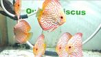 Discus yellow checkerboard, Vis, Zoetwatervis, Schoolvis