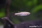 tanichthys albonubes gold €2,95, Vis, Zoetwatervis