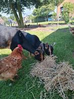 2 mooie dwerggeitjes, Dieren en Toebehoren, Schapen, Geiten en Varkens, Vrouwelijk, Geit