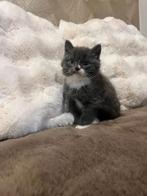 Perzische x brits korthaar kittens, Dieren en Toebehoren, Katten en Kittens | Raskatten | Langhaar, Ontwormd