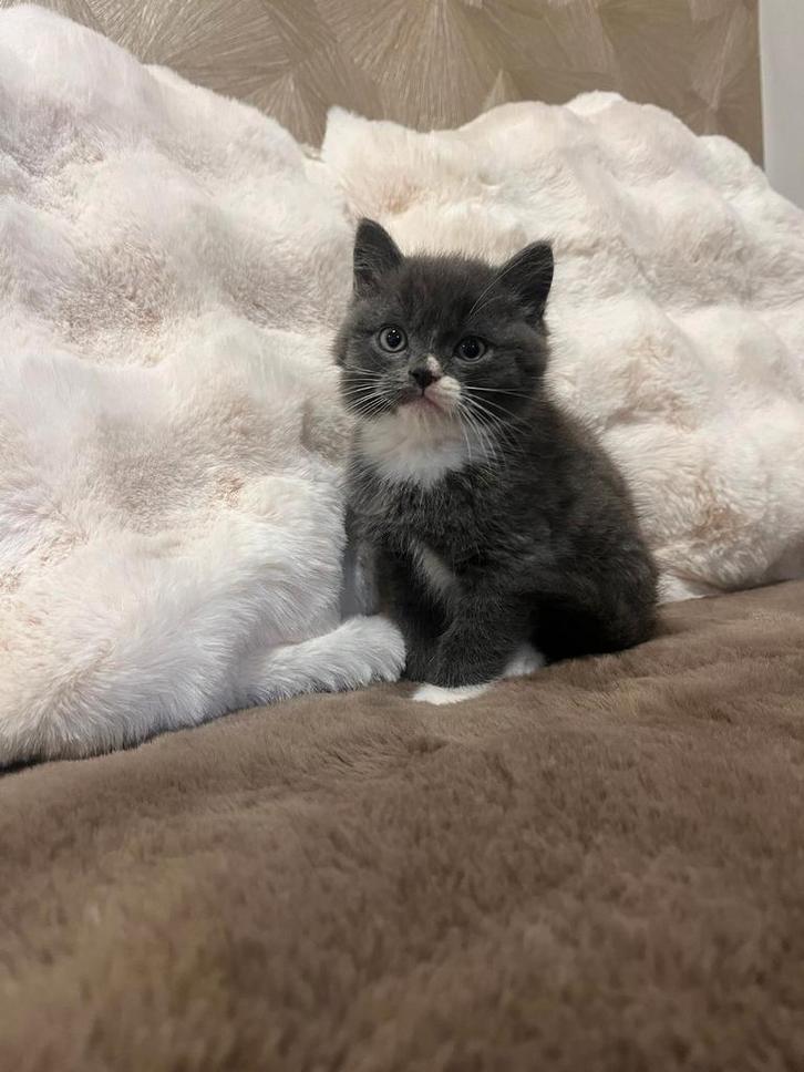 Perzische x brits korthaar kittens, Dieren en Toebehoren, Katten en Kittens | Raskatten | Langhaar, Ontwormd