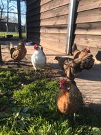 Broed eieren, Dieren en Toebehoren, Meerdere dieren, Kip