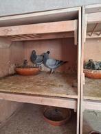 Jongen postduiven, Dieren en Toebehoren, Meerdere dieren, Postduif