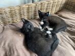 Gouden mandje gezocht voor de liefste kittens, Dieren en Toebehoren, Katten en Kittens | Overige Katten, Meerdere dieren, Kortharig