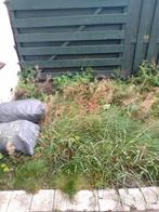 Onkruiid weghalen. Tuinenn schoonmaakbedrijf, Tuin en Terras, Ophalen of Verzenden, Zomer, Overige soorten, Volle zon
