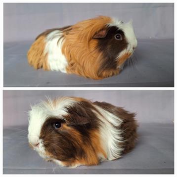 Jong Coronet zeugje - choco/buff/wit beschikbaar voor biedingen
