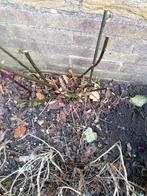 Bramen planten, Ophalen, Overige soorten, Volle zon