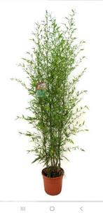 Bamboe Phyllostachys bissetii 2.mtr, Ophalen, Bloeit niet, Overige soorten, Halfschaduw