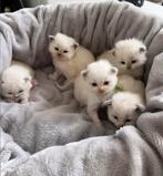 Ragdoll Kittens van Aydın SK-Met Stamboom & Veel Liefde fok, Dieren en Toebehoren, Katten en Kittens | Raskatten | Langhaar, Meerdere dieren